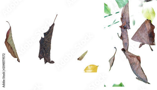Photos Collection of dry decaying leaves isolated on a transparent background