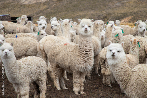 Herd of domestic alpacas grazing in the Altiplano of Salinas and Aguada Blanca National Reserve, Arequipa, Peru