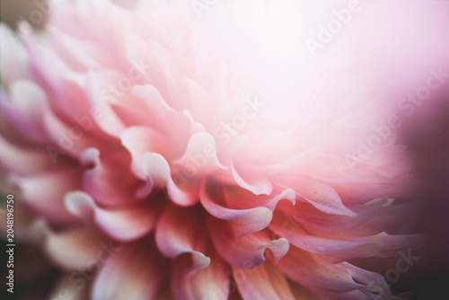 Bloom Flower - Nature’s Colors in Harmony