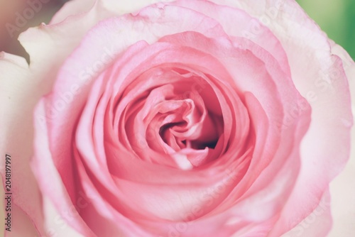 Bloom Flower - Nature’s Colors in Harmony