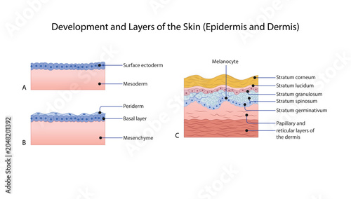 Tableau sur toile Development and Layers of the Skin (Epidermis and Dermis) embryological development of the skin and the structural layers of the epidermis and dermis, including melanocytes and keratinocyte strata