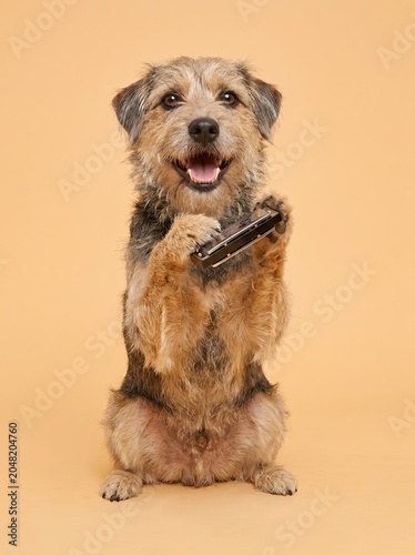 Funny dog Concert, Cute dog Performer, Cheerful Music dog, Happy Dog Playing Harmonica in Studio Setup