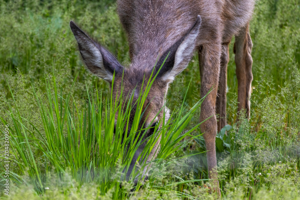 Valokuva Coy deer hiding behind some spring grass