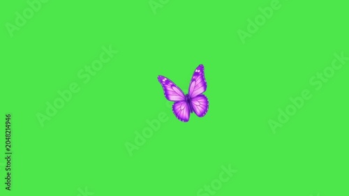 Purple butterfly flying animation on green screen, beautiful flapping wings in top view.