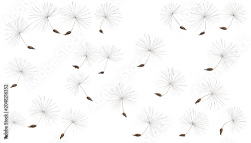 Foto Multiple dandelion seeds with fluffy white pappus floating against a clean white