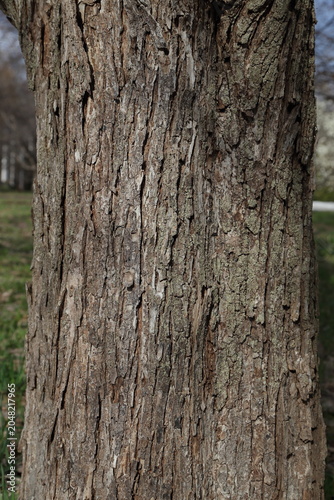 Rough elm tree bark texture with natural vertical wood pattern