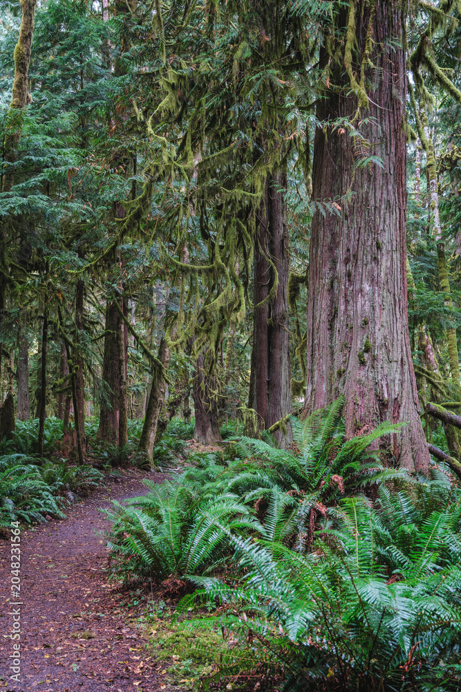 Obraz premium Forest natural scenery of Olympic National Park, Washington State, USA