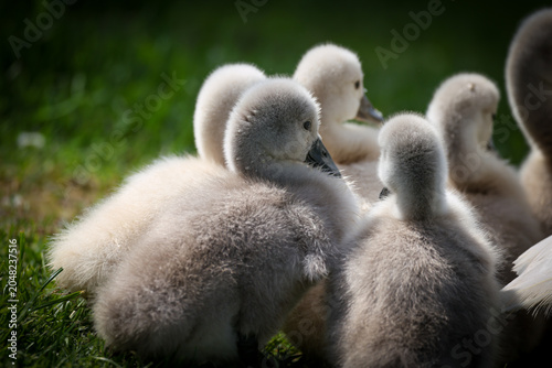 Fotografie Close-up of fluffy mute swan cygnets resting beside a white adult swan on green grass near the water, showing tender family behavior and spring wildlife in a natural lakeside habitat