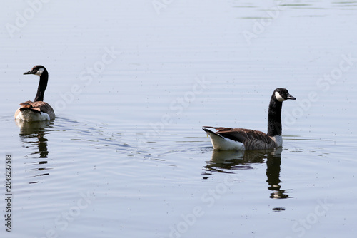 Obraz na plátně Canada geese swimming on calm lake water, with soft reflections, gentle ripples and natural wetland scenery, capturing peaceful wildlife behavior in a freshwater habitat