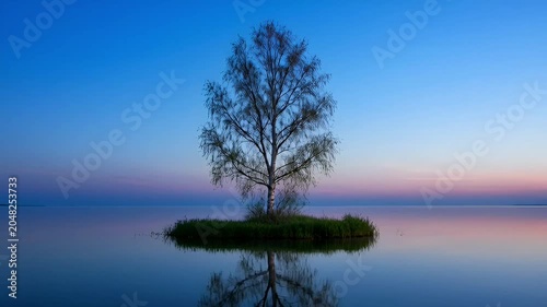 Tree on small island water.