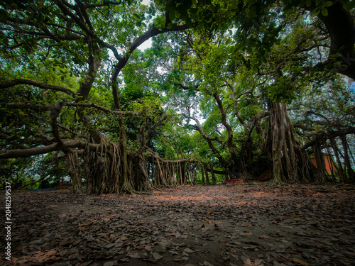 Amazing Banyan Tree Bangladesh 500 Years Old Shaitta Banyan Tree
