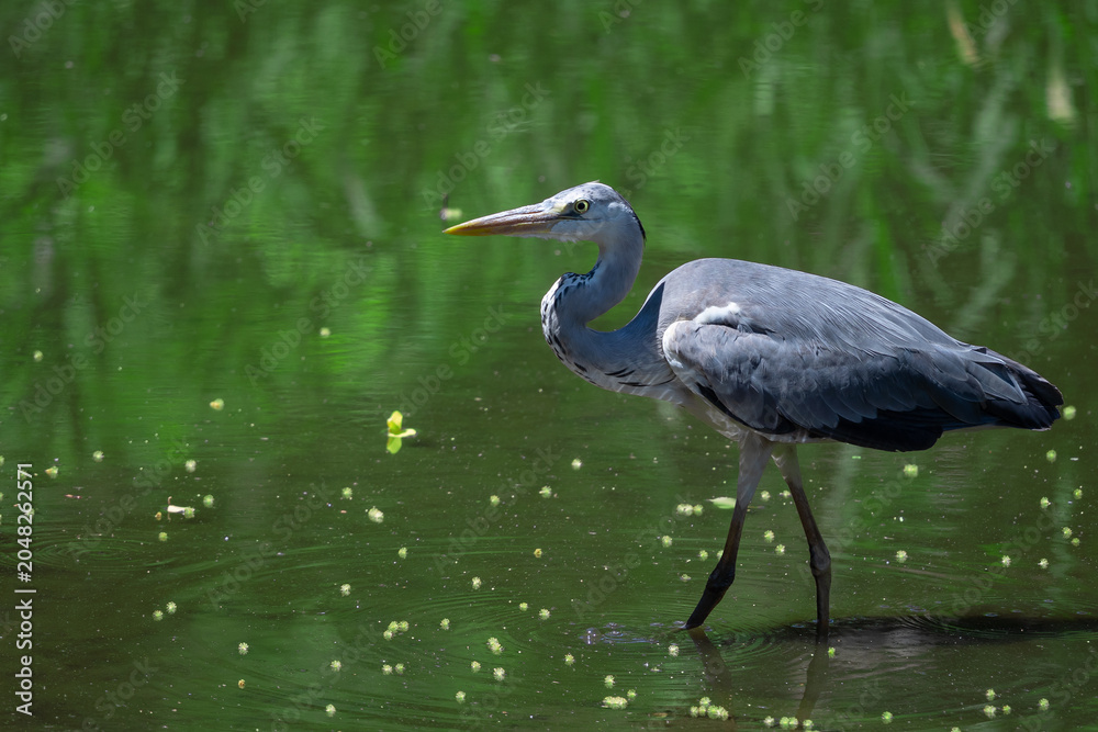 Fototapeta premium Grey heron wading in a pond with green reflection.