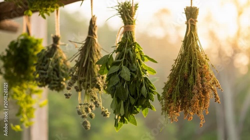 Fresh herb bundles drying in warm sunlight reflect natural healing wellness and rustic ayurveda tradition in serene peaceful outdoor setting