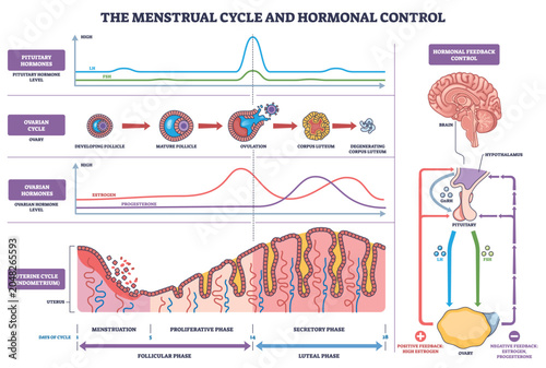 фотографія Menstrual cycle hormonal control mapped through phases, linking pituitary hormones, ovarian changes, and uterine lining, key elements, LH-FSH curves, ovary follicles, endometrium