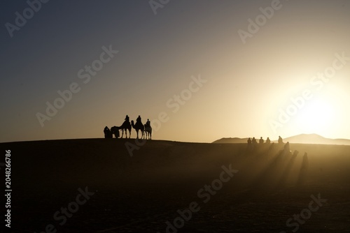 Fotografía Camel silhouette in the sunrise