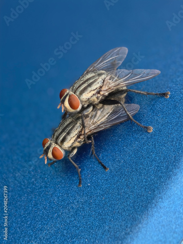 Housefly Super Close-up Macro Shoot