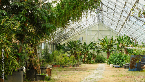 Bild auf Leinwand Lush tropical plants thrive inside a sunlit glass greenhouse