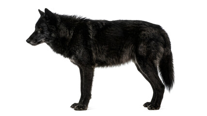 Black wolf standing alone on white background looking left fur shiny and thick wild animal