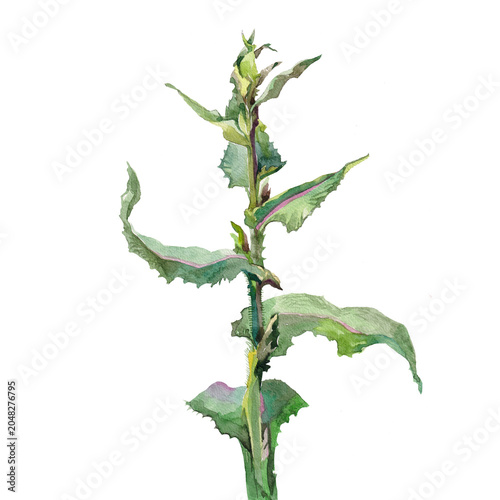 green plant common sowthistle on white background