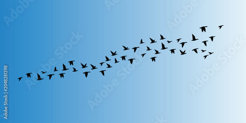 Flock of birds flying in formation 