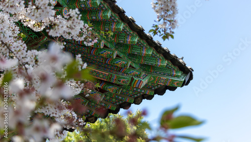 Traditional Korean temple roof dancheong patterns with blooming cherry blossoms in spring, Seoul, South Korea