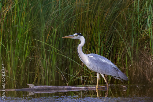 Photos Graureiher (Ardea cinerea)