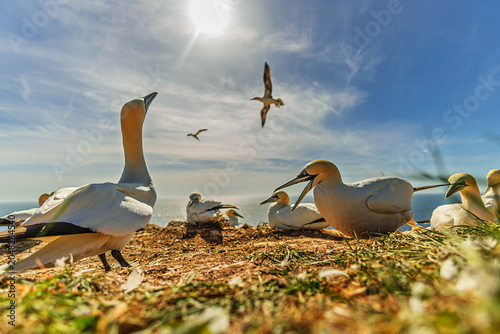 Bild auf Leinwand Northern gannet Morus bassanus colony resting on sunny coastal cliff above sea