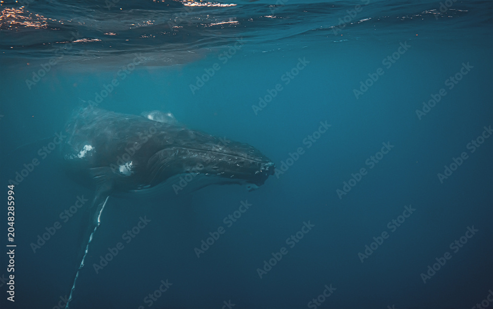 Fototapeta premium Humpback whale swimming underwater in the deep blue sea with sun