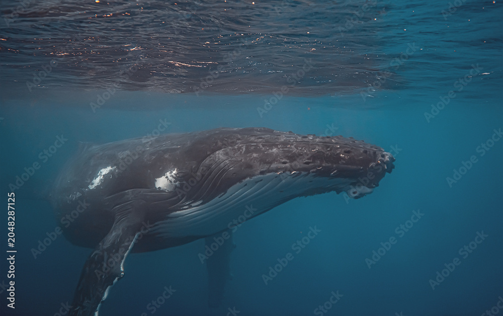 Fototapeta premium Underwater view of a majestic humpback whale swimming near the o