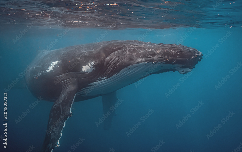 Fototapeta premium Side view of a humpback whale swimming underwater with sunlight