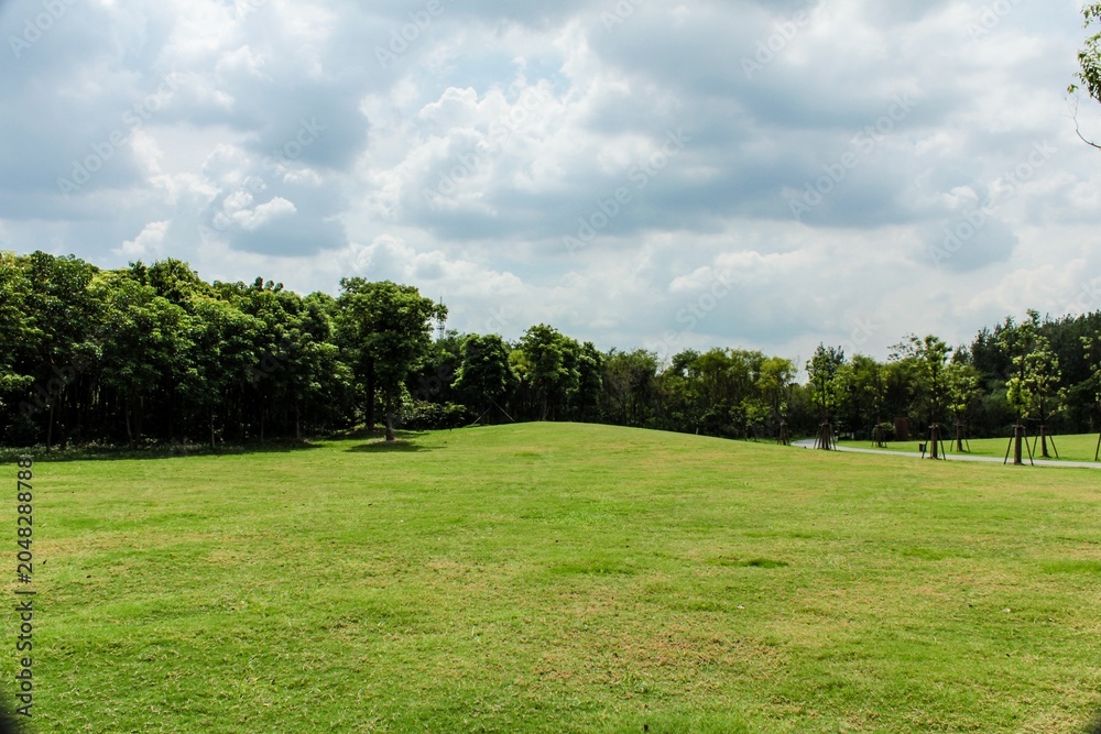 Fototapeta premium green grass and blue sky