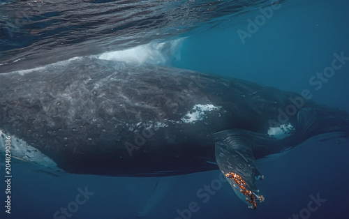 Photos Humpback whale swimming underwater with bright orange sea lice o