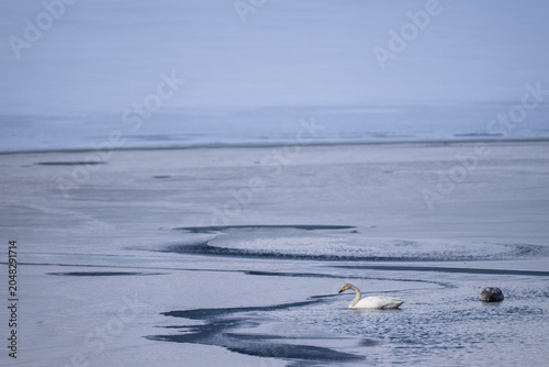 Foto Whooper swan parent and cygnet resting on a frozen lake in Shirarutoro Lake Hokk