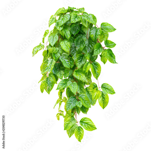 Professional Green Leaves of Javanese Tree Vine Grape Ivy Cissus spp.