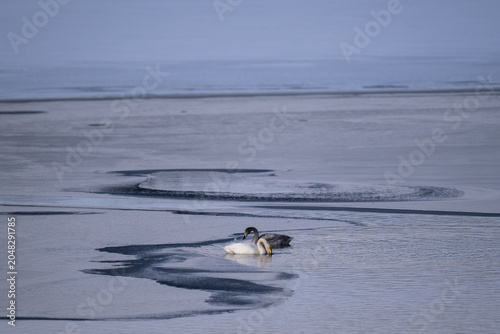Canvas-taulu Whooper swan parent and cygnet resting on a frozen lake in Shirarutoro Lake Hokk
