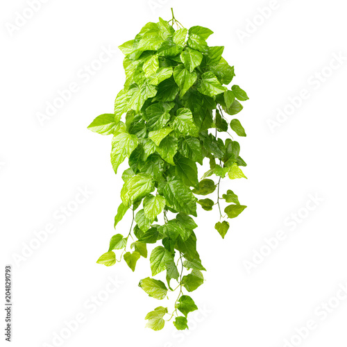 Professional Green Leaves of Javanese Treebine for Creative Projects