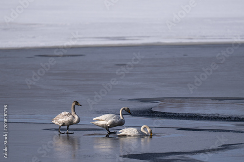 Cuadro en lienzo Whooper swan parent and cygnet resting on a frozen lake in Shirarutoro Lake Hokk