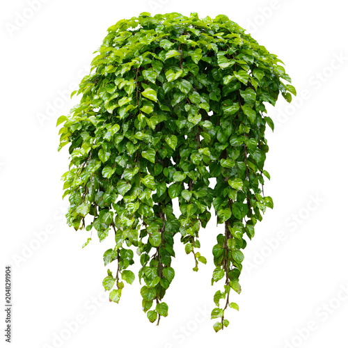 Professional Green Leaves of Javanese Tree Vine or Grape Ivy Cissus spp. Image