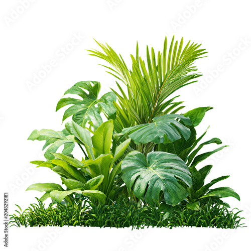 Exquisite Green Leaves of Tropical Plants Bush Monstera Palm Rubber Plant in Vibrant Nature Setting