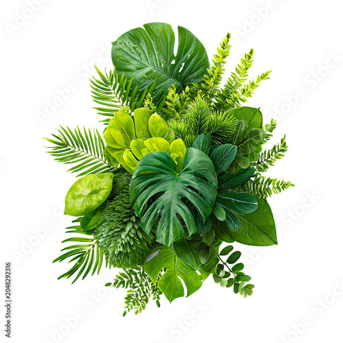 Lush Green Leaves of Tropical Plants Bush Monstera Palm Rubber Plant