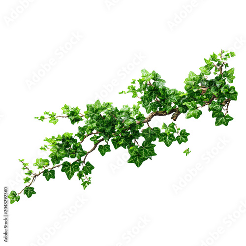 Green Tree Branch with Lush Leaves and Extending Ivy - Professional Stock Photo