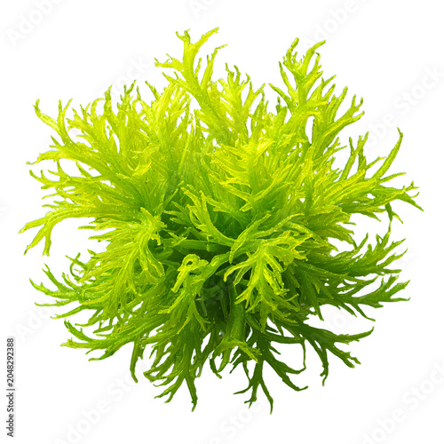 Professional Green Tropical Aquarium Plant Algae PNG Image for Design Projects
