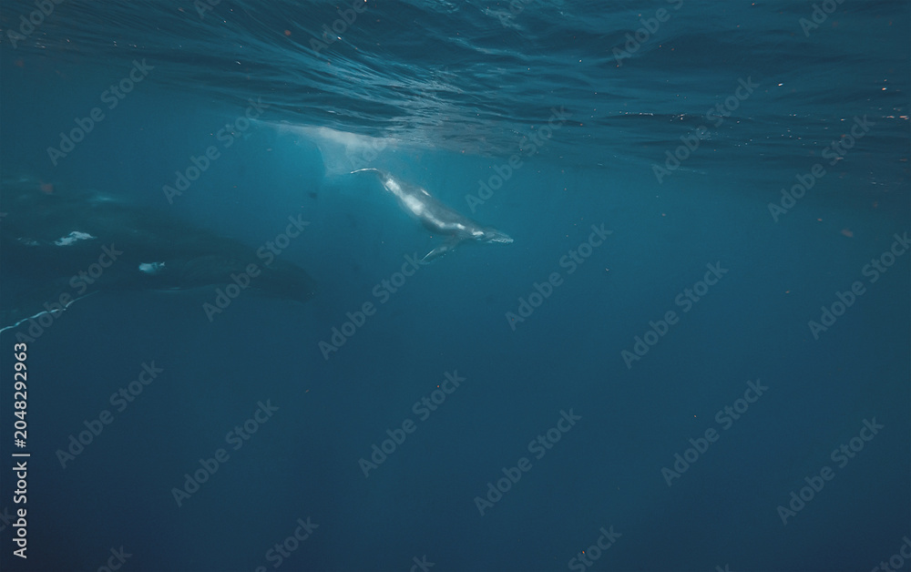 Fototapeta premium An adult humpback whale swims alongside her young calf in the vast blue ocean depths. Shafts of sunlight filter down from the surface, highlighting the textured skin of the whales.