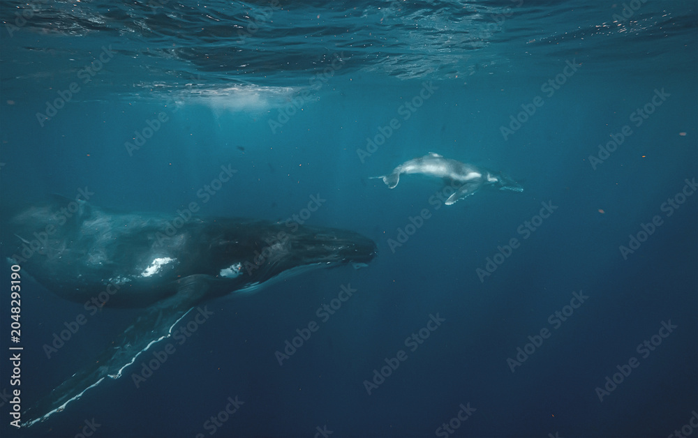 Fototapeta premium Mother humpback whale swimming with calf underwater in deep blue
