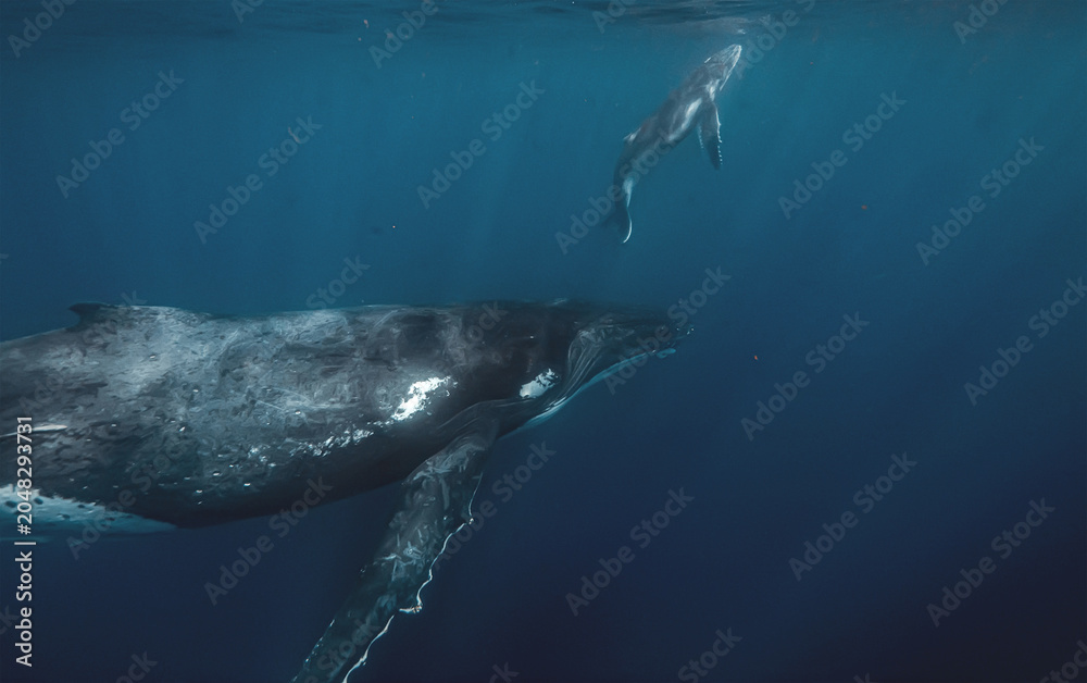 Fototapeta premium Mother humpback whale and calf swimming underwater in the deep blue ocean with sunlight rays.