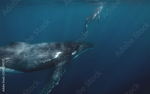 Mother humpback whale and calf swimming underwater in the deep b