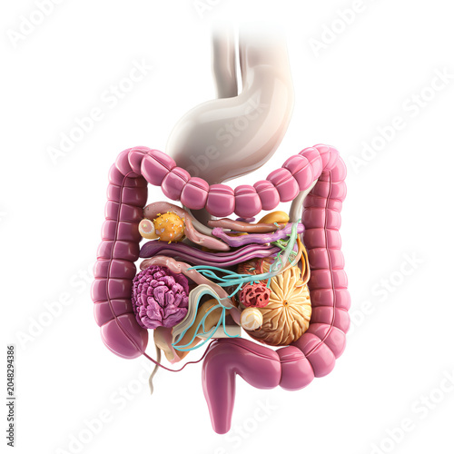 Professional Human Digestive System Illustration Demonstrating Stomach