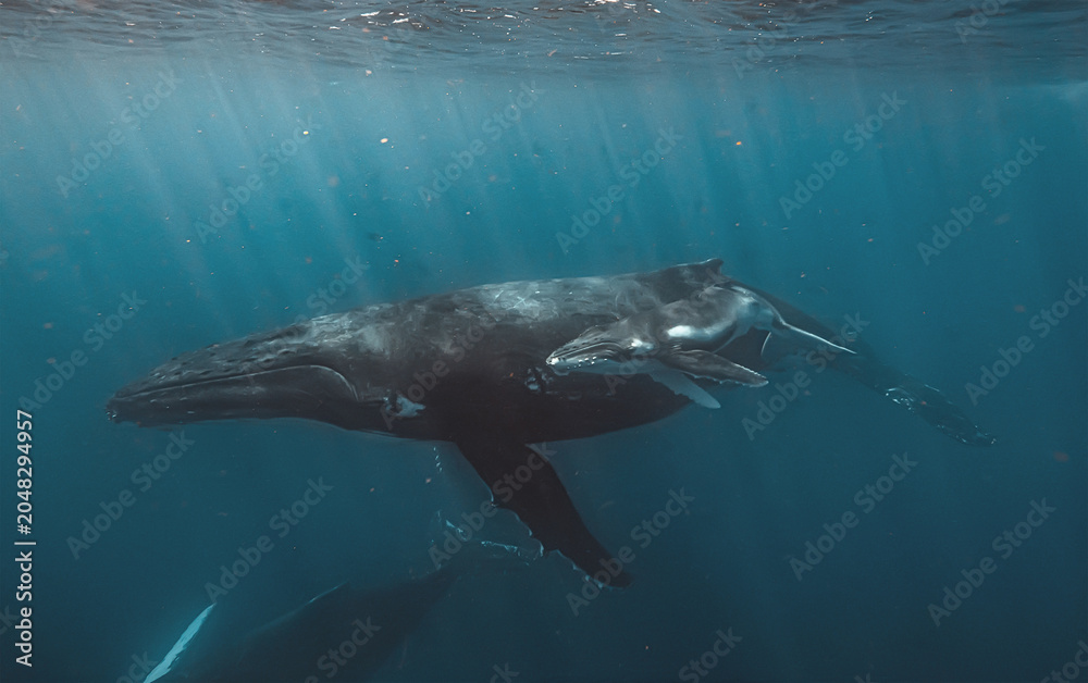 Obraz premium A close-up underwater view of a humpback whale mother and her calf swimming together. The image highlights the texture of their skin and the vastness of the blue ocean surrounding them as they glide.