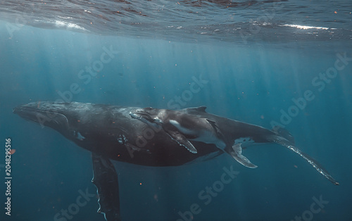 Bilde på lerret A close-up underwater view of a humpback whale mother and her calf swimming together