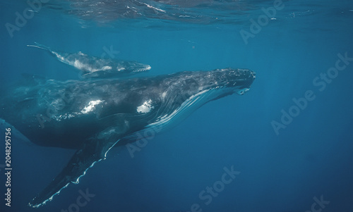 A close-up underwater view of a humpback whale mother and her calf swimming together. The image highlights the texture of their skin and the vastness of the blue ocean surrounding them as they glide.